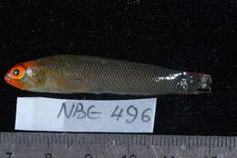 Слика од Pseudochromis tauberae Lubbock 1977