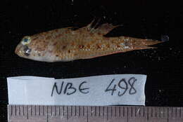 Image of Shadow goby