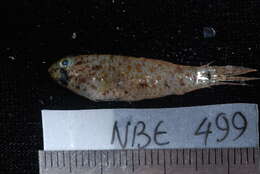 Image of Shadow goby