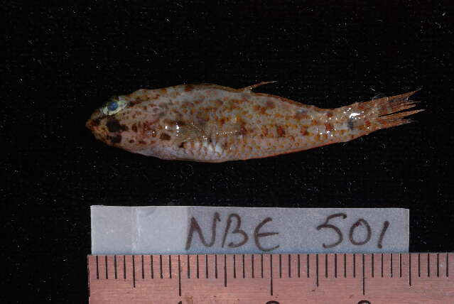 Image of Shadow goby
