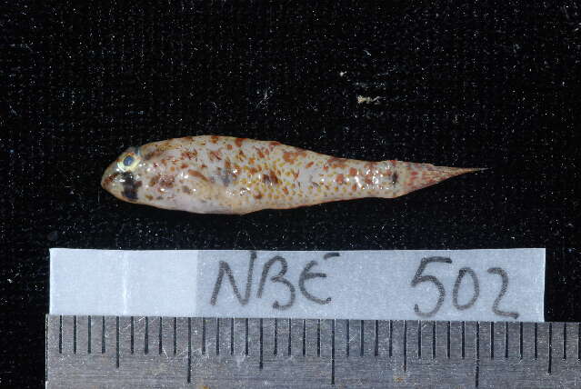 Image of Shadow goby