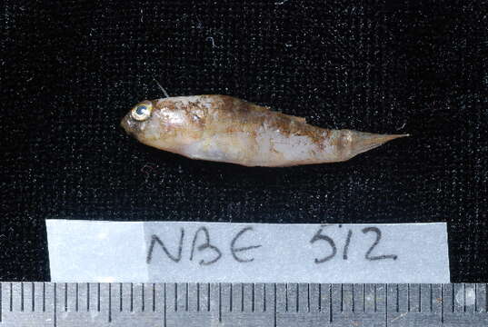 Image of Blue-speckled rubble goby