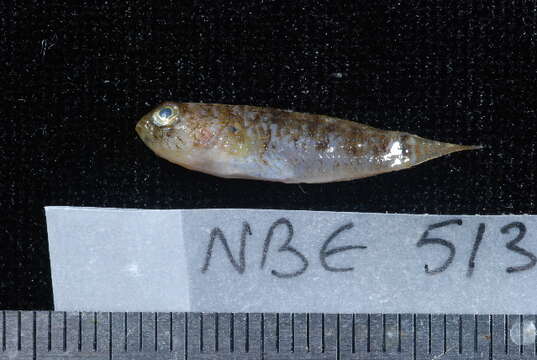 Image of Blue-speckled rubble goby