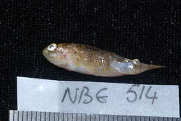 Image of Blue-speckled rubble goby