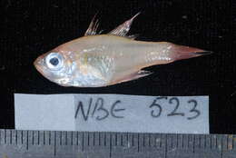 Image of Cryptic cardinalfish