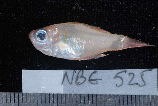 Image of Cryptic cardinalfish