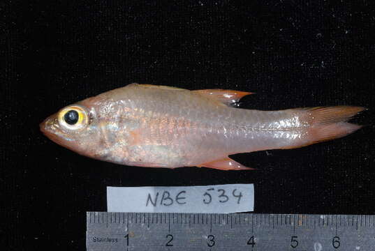 Image of Lateralstripe cardinalfish