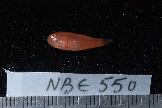 Image of Blueline coralgoby