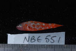 Image of Naude&#39;s pygmygoby