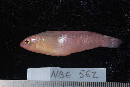 Pseudochromis kristinae Gill 2004 resmi