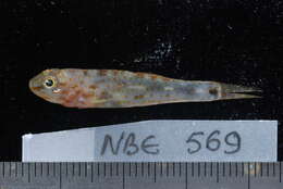 Image of Indian dwarfgoby