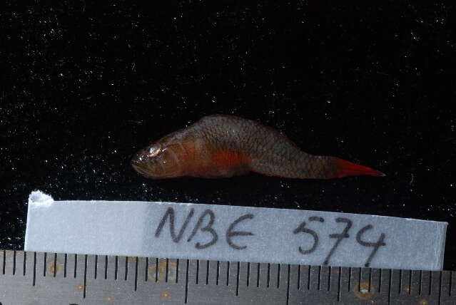 Image of Brick goby