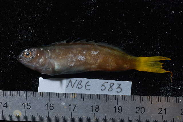 Image of Mozambique Fangblenny