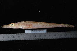 Image of Papilloculiceps