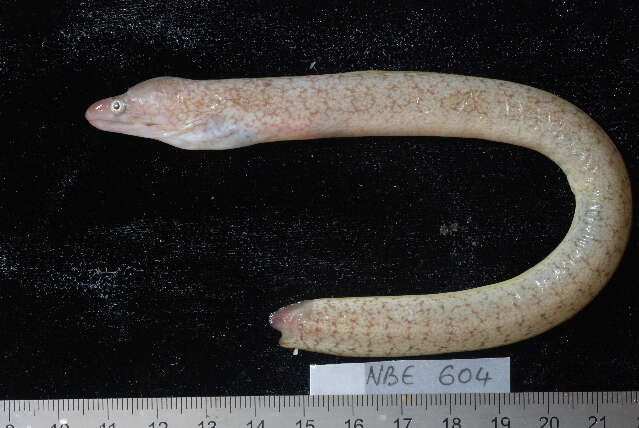 Image of Bar-cheeked eel