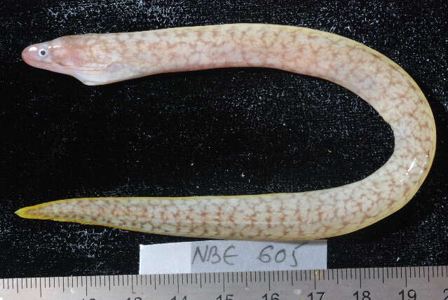 Image of Bar-cheeked eel