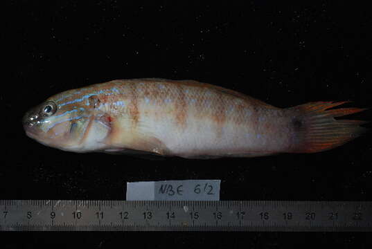 Image of Ladder goby