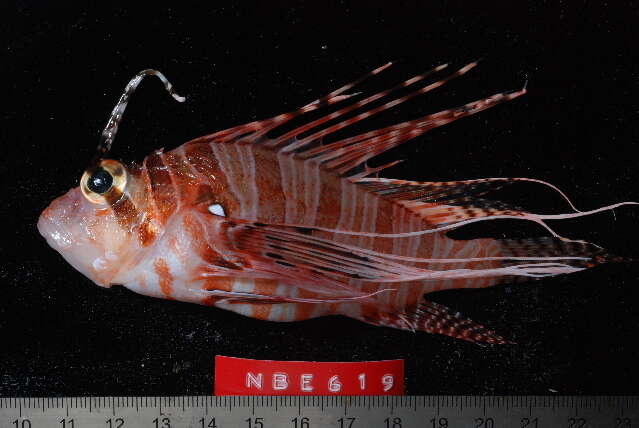 Image of Broadbarred firefish