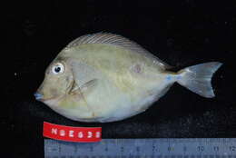 Image of Bluespine Unicornfish