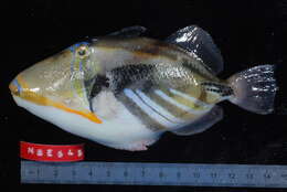 Image of Lagoon triggerfish