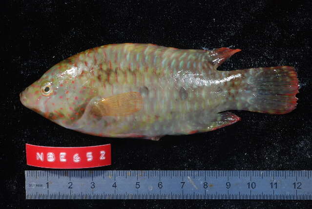 Слика од Cheilinus trilobatus Lacepède 1801