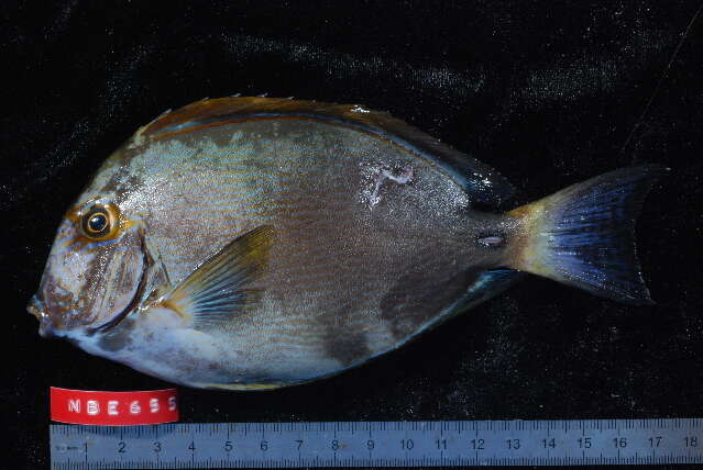 Acanthurus dussumieri Valenciennes 1835 resmi