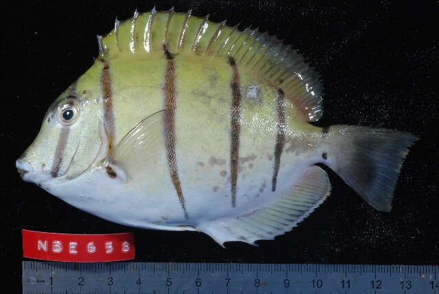 Imagem de Acanthurus triostegus (Linnaeus 1758)