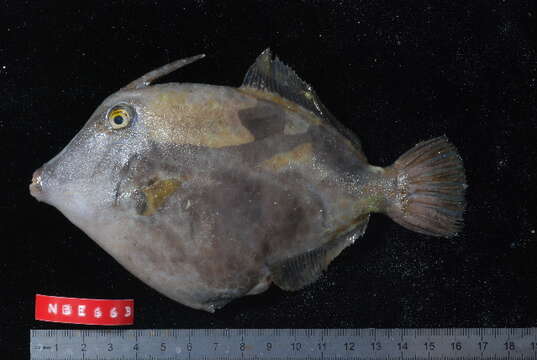 Image of Honeycomb Filefish