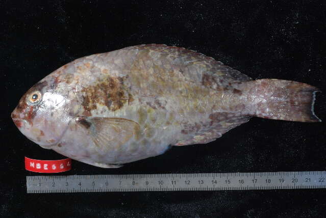 Image of Bucktooth Parrotfish