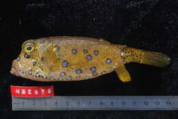 Image of Yellow boxfish