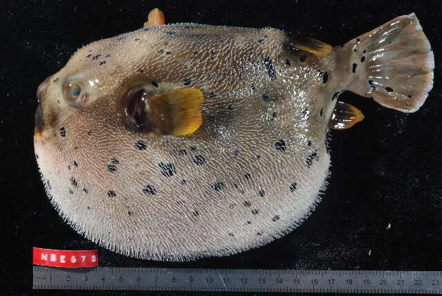 Image of Guinea fowl puffer