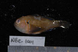 Image of Lemon coralgoby