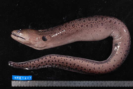 Image of Giant moray