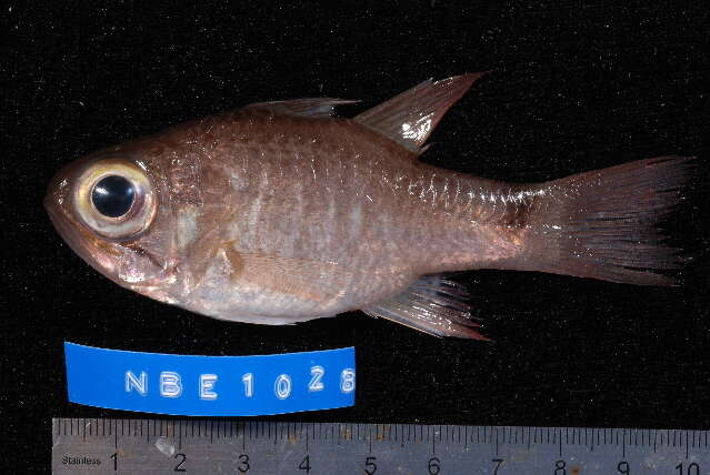 Image of Ghost Cardinalfish