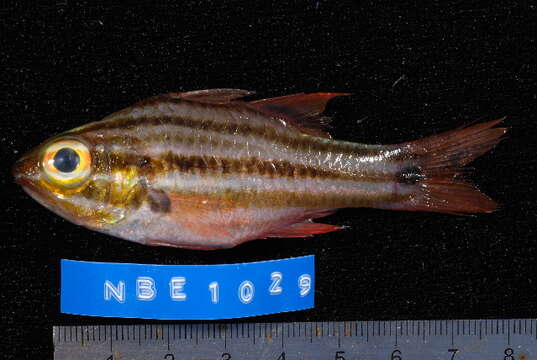 Image of Cook's cardinalfish