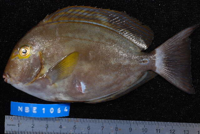 Acanthurus xanthopterus Valenciennes 1835 resmi