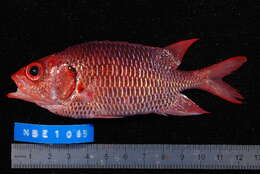 صورة Sargocentron violaceum (Bleeker 1853)