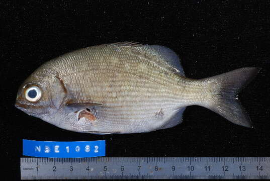 Image of Topsail chub