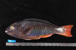 Image of Three-colour Parrotfish