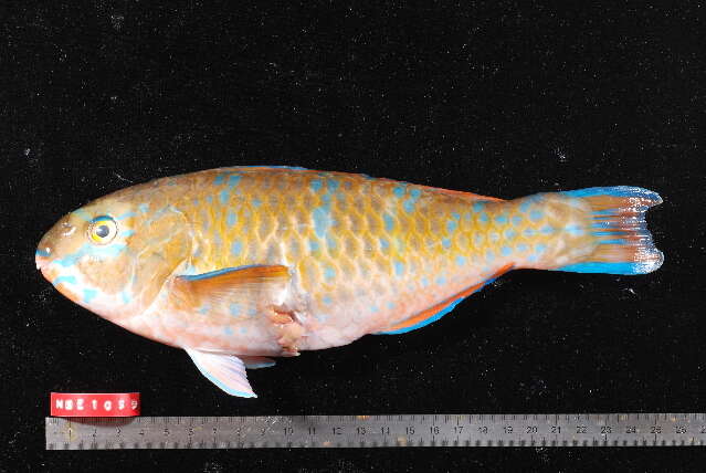 Image of Blue Trim Parrotfish