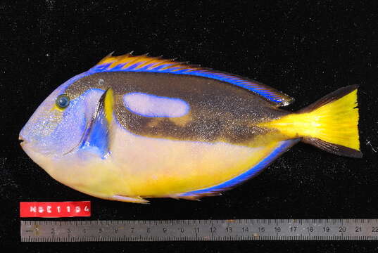 Image of Paracanthurus