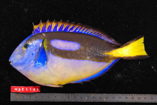 Image of Paracanthurus