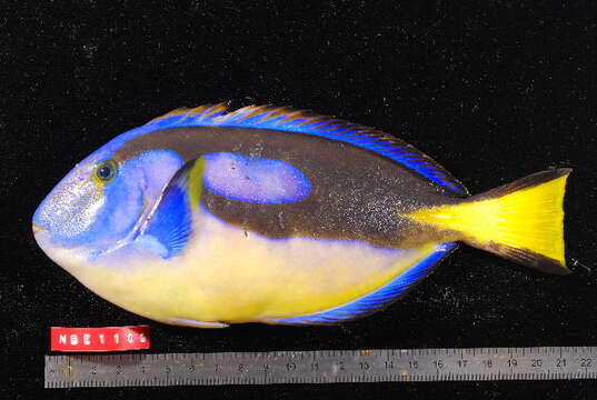 Image of Paracanthurus