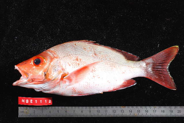 Image of Humpback red snapper