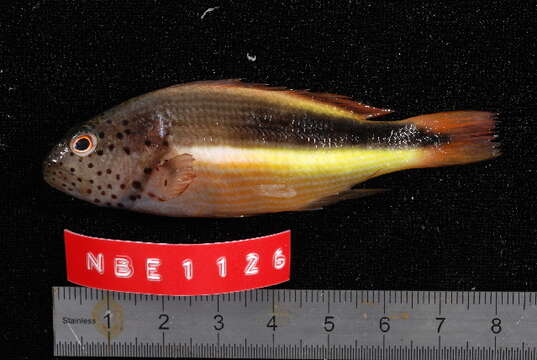 Image of Blackside Hawkfish