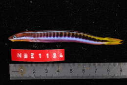 Image of Hit and Run Blenny