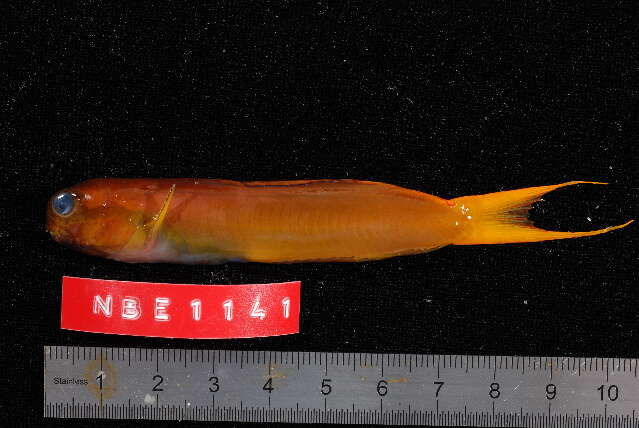 Image of Midas coralblenny