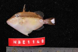 Image of Halfmoon triggerfish