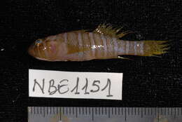 Image of Convict goby