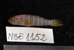 Image of Convict goby